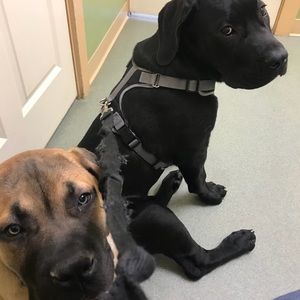 Meet your Posher, Rachael